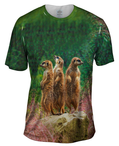 Three Meerkats