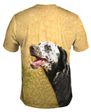 Laughing Dalmation