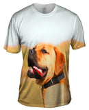 Tender Mastiff
