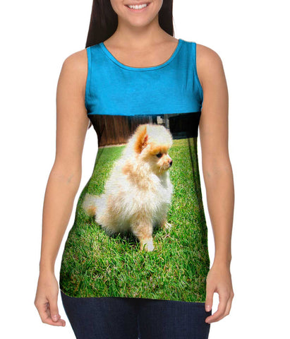 Entranced Pomeranian