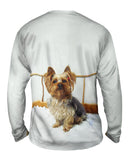 Fancy Yorkshire Terrier