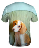 Bashful Little Beagle
