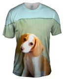 Bashful Little Beagle