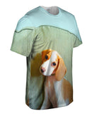 Bashful Little Beagle