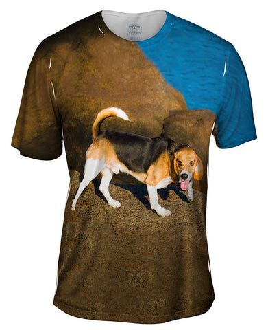 Beagle On Rocks