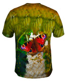 Redfurry Butterfly