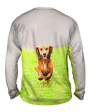 Dachshund Athlete