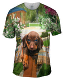 Tiny Dachshund Showcase