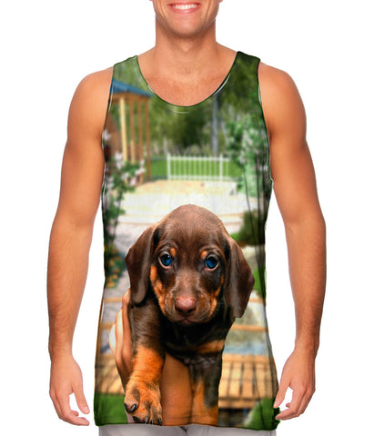 Tiny Dachshund Showcase