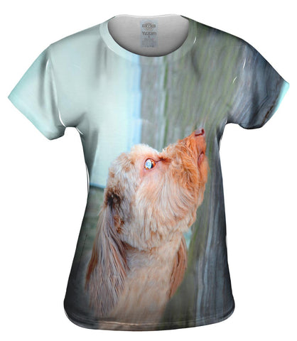 Skys Limit Dachshund