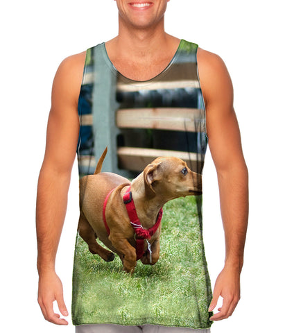 Dachshund Sprint