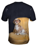 Royal Shihtzu