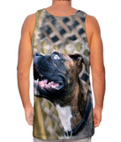 Dreamer Boxer