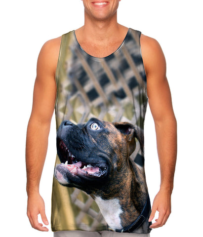 Dreamer Boxer