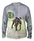 Tiger Striped Boxer