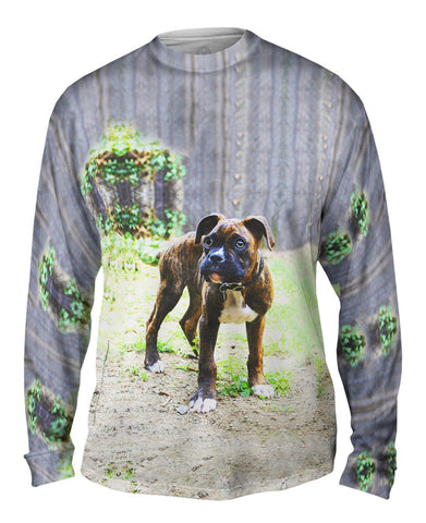 Tiger Striped Boxer