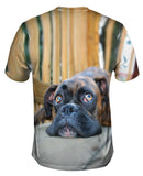 Resting Boxer