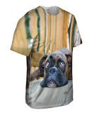 Resting Boxer