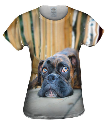 Resting Boxer