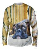 Resting Boxer