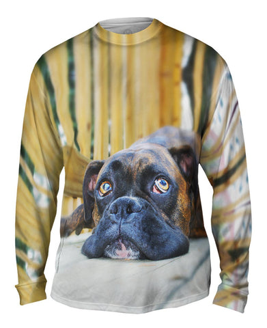 Resting Boxer