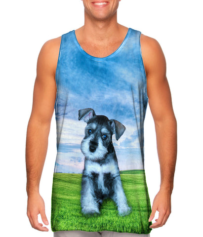 Wondering Schnauzer