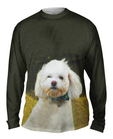 Little White Poodle