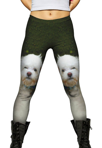 Little White Poodle