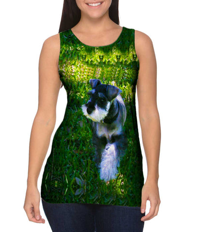 Strolling Schnauzer