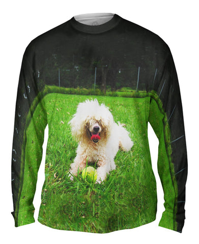 Shaggy Haired Poodle