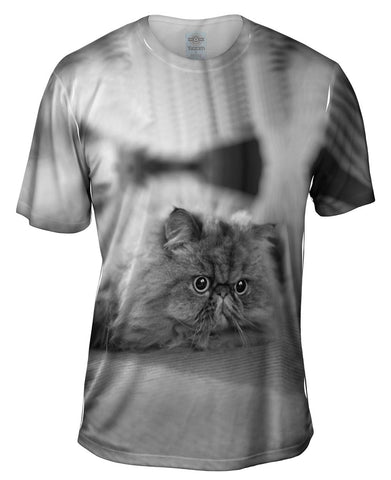 Transfixed Kitty Cat