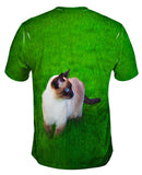 Walkabout Siamese Cat