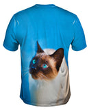 Gorgeous Eyes Siamese Cat