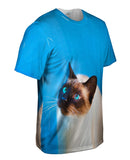 Gorgeous Eyes Siamese Cat