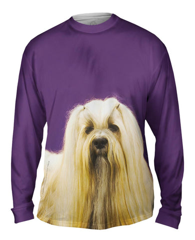 Long Haired Maltese Beauty