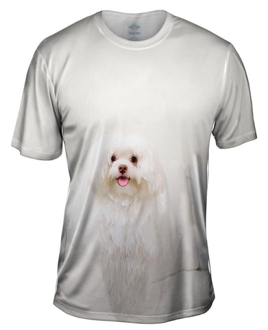 White Wash Maltese