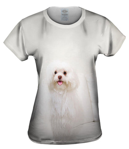 White Wash Maltese