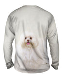 White Wash Maltese