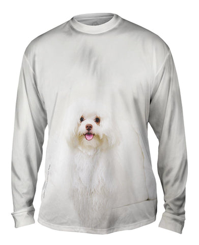 White Wash Maltese