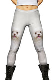 White Wash Maltese
