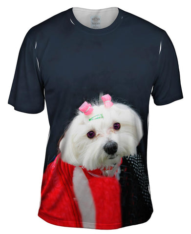Stylish Maltese