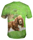 Lazy Cocker Spaniel