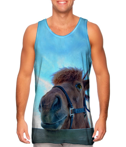 Horse Fence Peeker
