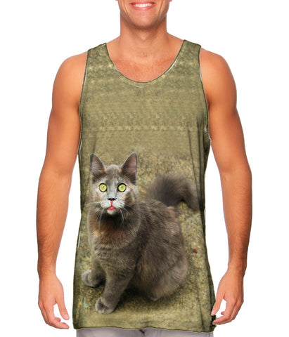 Wow Brown Cat