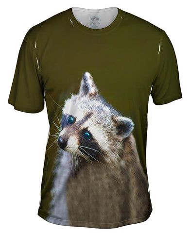 Blue Eyed Raccoon