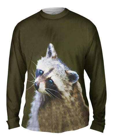 Blue Eyed Raccoon