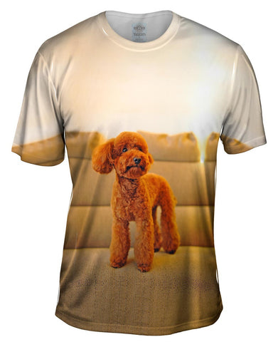 Toy Poodle Watching Closely