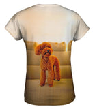 Toy Poodle Watching Closely