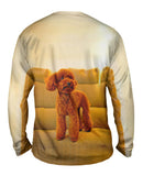 Toy Poodle Watching Closely