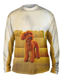 Toy Poodle Watching Closely